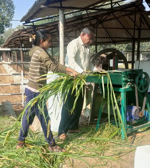 Chaffing Of Fodder Crop For Feeding To Buffaloes
